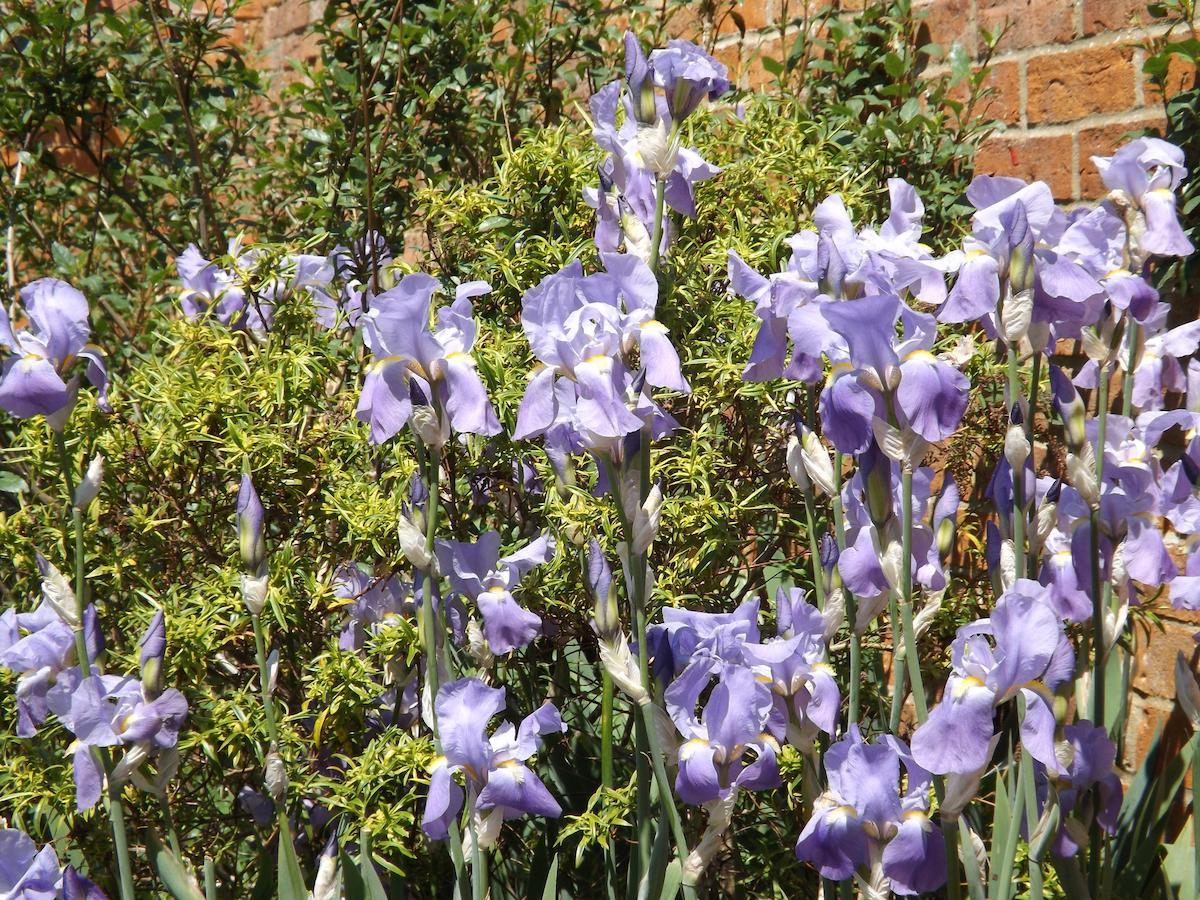 The Vane Arms Hotel Sudborough ภายนอก รูปภาพ